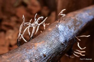 grzyby-kopalnia-szklary