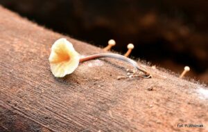 grzyby-kopalnia-szklary