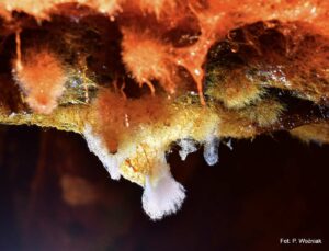 grzyby-kopalnia-szklary